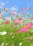 Flower Meadow ��ka