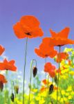 Poppy Field Pole Mak�w
