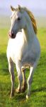 White Horse White Horse
