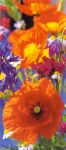 Red Poppies
