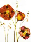 Poppies