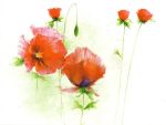 Red Poppies I
