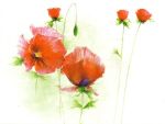 Red Poppies I