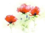 Red Poppies II