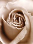 Heart of the Rose