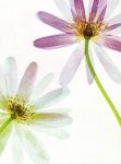 Translucence
