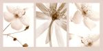 Sepia Floral