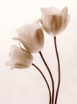 Three Tulips