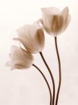 Three Tulips