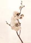 Orchids in Sepia