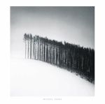 Forest Edge