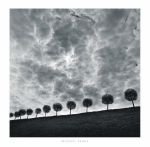 Ten and a Half Trees
