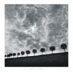 Ten and a Half Trees
