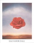 Rose Meditative