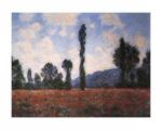 Campo di papaveri