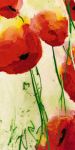 Klatschmohn