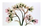 Hellebore