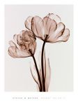 Parrot Tulip I