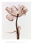 Parrot Tulip II