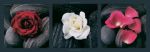 Roses on Stone