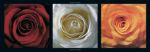 Coers de Roses