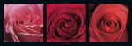 Red Roses