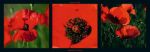 Coquelicots