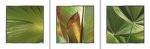 Tropical Leaves