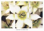 Star of Bethlehem