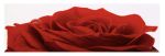 Rose Rouge