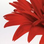 Gerbera Rouge