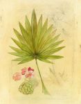 Botanical Journal II