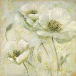 Blooming Poppy