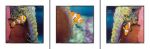 Clown Fish