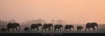 Elephants