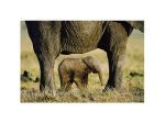 Elephant Child