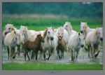 Chevaux