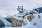 Siberian Tiger
