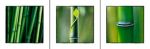 Bamboos