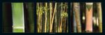 Bamboos