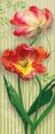 TULIPANY