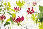 ORCHIDEA