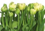 TULIPANY