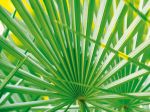 Palm Leaf Palm Leaf