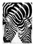 Two Zebras