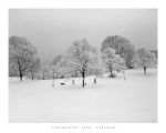 Park Trees