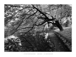 Japanese Garden