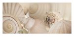 Shells