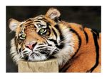 Lazy Tiger