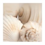Shells